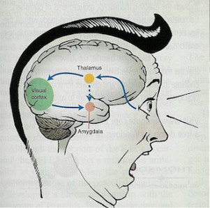 amigdala e stress